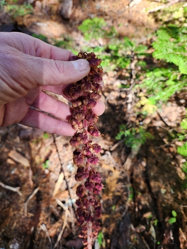 Pterospora andromedea, photograph 2
