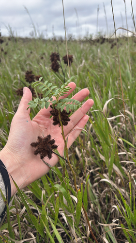 Wild Licorice