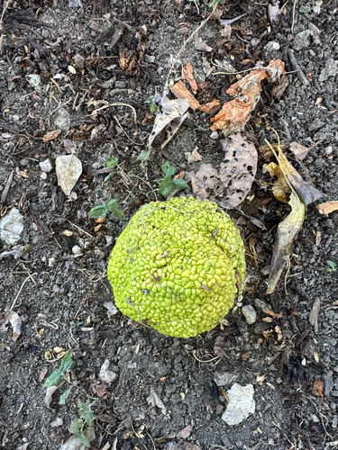 Osage-orange