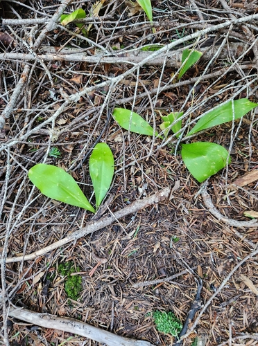 Clintonia uniflora, photograph 1