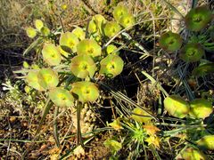 Euphorbia clava