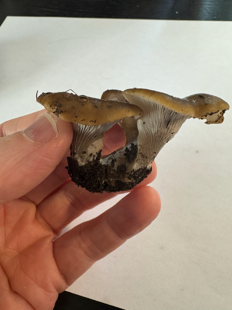 Shoehorn Oyster · September 2026 · photo: Photo: (c) Jeff Clark, some rights reserved (CC BY) · iNaturalist