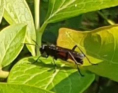 Macrophya annulata