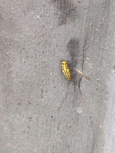 22-spot Ladybird