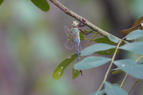 Common Green Darner
