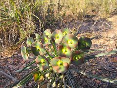 Euphorbia clava