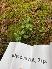 Vaccinium vitis-idaea