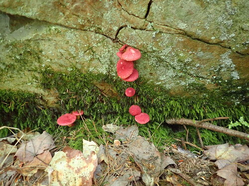 Red Bog Bolete