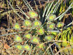 Euphorbia clava