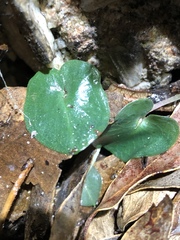 Acianthinae