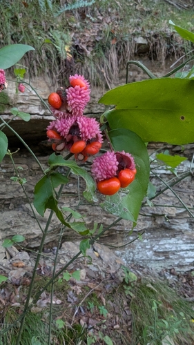 strawberry bush