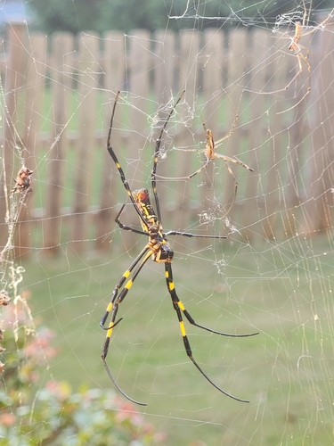 Joro Spider