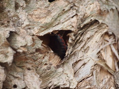Opisthoplatia orientalis