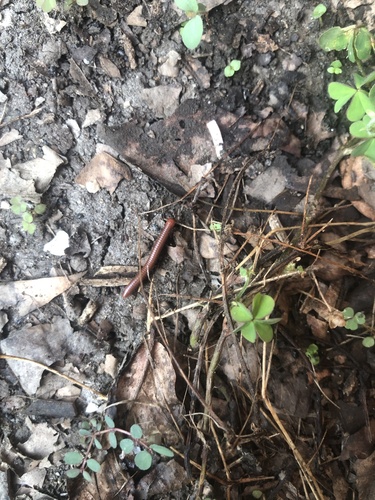 Rusty Millipede