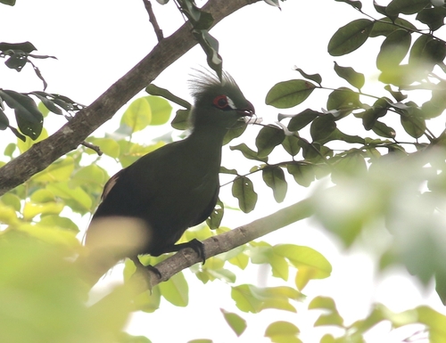 Guinea Turaco