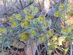 Euphorbia clava