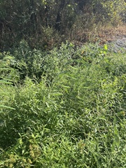 (c) Sam Kieschnick, some rights reserved (CC BY) Sesbania herbacea, photograph (c) Sam Kieschnick, some rights reserved (CC BY)