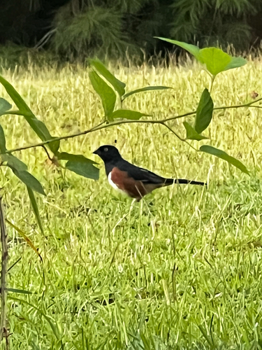 Eastern Towhee
