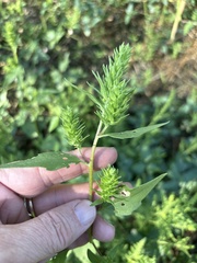Iva annua