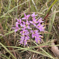 Allium stellatum, photograph author not stated, no rights reserved
