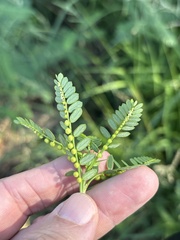 (c) Sam Kieschnick, some rights reserved (CC BY) Phyllanthus urinaria, photograph (c) Sam Kieschnick, some rights reserved (CC BY)