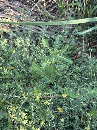 Phyllanthus urinaria, photograph 2