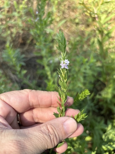 Lythrum alatum observed 2026-09-25