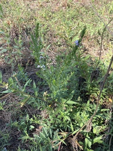 Lythrum alatum, photograph 2