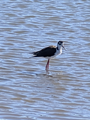 Black-necked Stilt