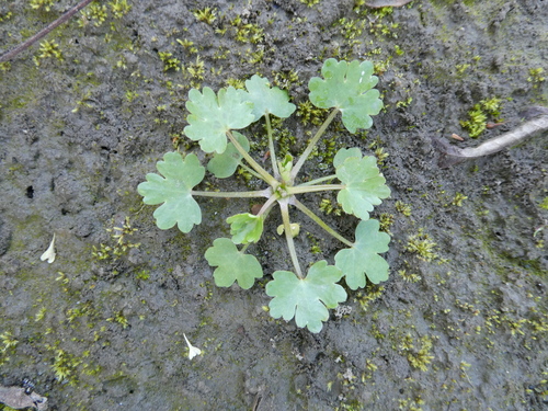 Ranunculus sceleratus, photograph 4