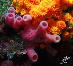 Haliclona mediterranea