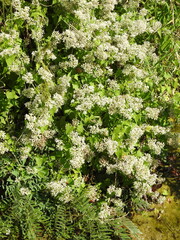 Mikania scandens, photograph (c) saltyhiker, some rights reserved (CC BY)
