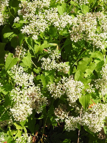 Mikania scandens, photograph 5