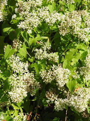 Mikania scandens, photograph (c) saltyhiker, some rights reserved (CC BY)