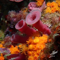 Haliclona mediterranea