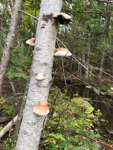 birch polypore