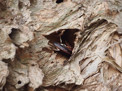 Opisthoplatia orientalis