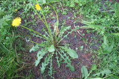 Taraxacum valens