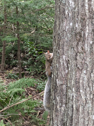 Eastern Gray Squirrel
