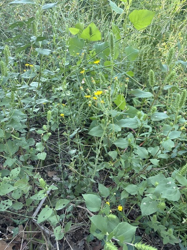 Heterotheca subaxillaris, photograph 2