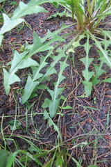 Taraxacum valens