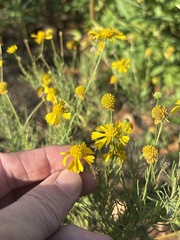 Helenium amarum