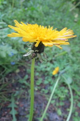 Taraxacum valens