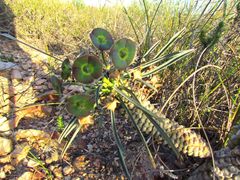 Euphorbia clava