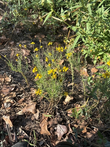 Helenium amarum, photograph 2
