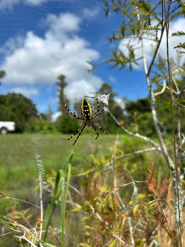 Yellow Garden Spider