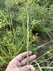 Paspalum urvillei