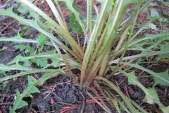 Taraxacum valens
