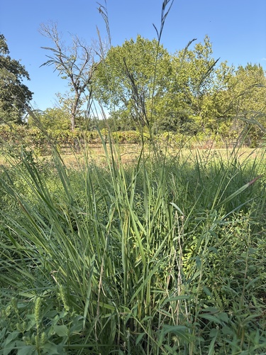 Paspalum urvillei, photograph 2