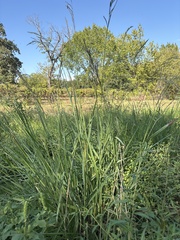 (c) Sam Kieschnick, some rights reserved (CC BY) Paspalum urvillei, photograph (c) Sam Kieschnick, some rights reserved (CC BY)